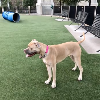 Dog Park at 14th Street Viaduct Park